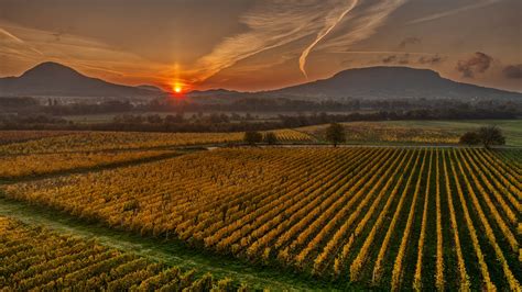 Badacsony szőlőültetvényei