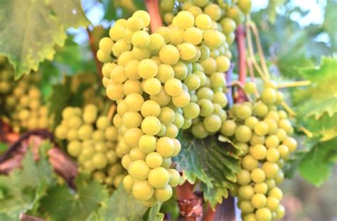 Szőlőszüret Badacsonyban