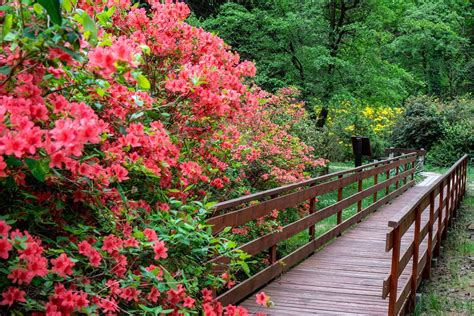 Rododendron virágok a Jeli Arborétumban