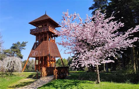 Tank maradványai a Jeli Arborétumban