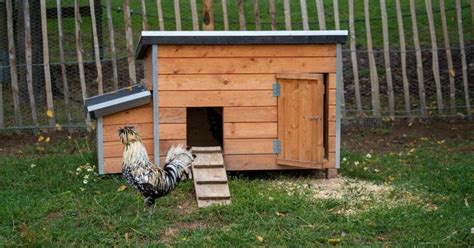 Szép és funkcionális tyúkól a kertben