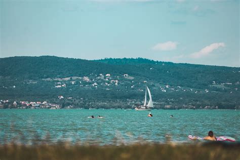 Nyári ludak a Balatonon