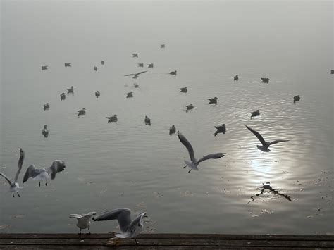 Sirályok a Balaton partján