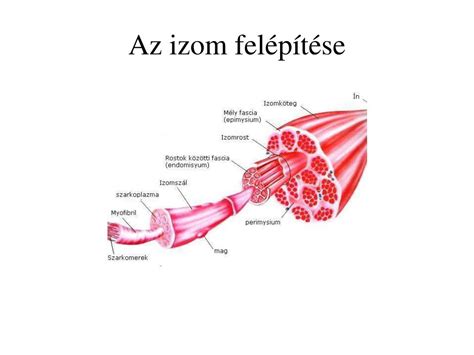 Az emberi izomzat felépítése