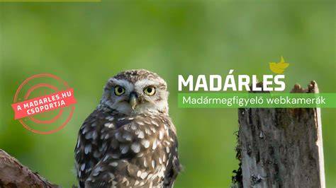 Madárles építése - szükséges tárgyak: kövek, karók, kötelek
