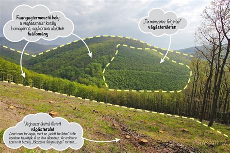 Az erdőgazdálkodás folyamata