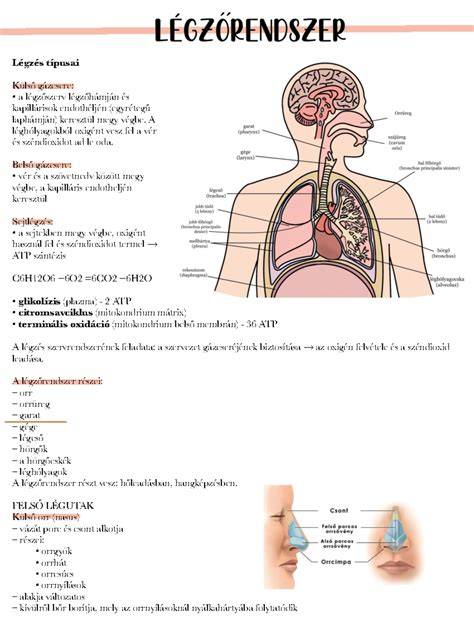 infografika:a mellizom anatómiája és nyomó-húzó vonalak