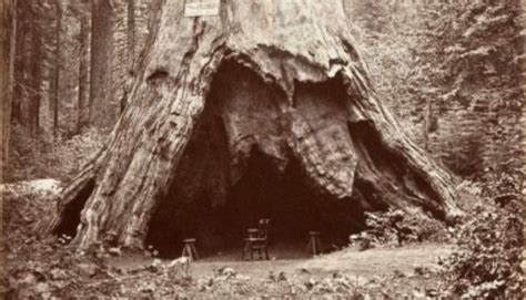 A Pioneer Cabin Tree törzse