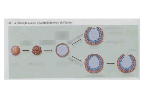 diagram: fedezetcsere folyamatának lépései