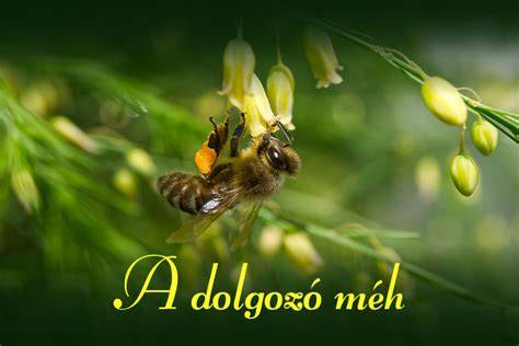 a méhcsalád, tagjai és biológiai szerepük