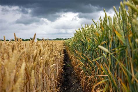 búzaföld kalászokkal