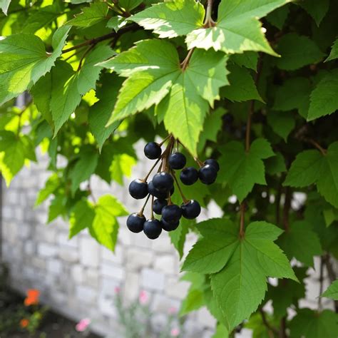 Idős lakó és a vadszőlő