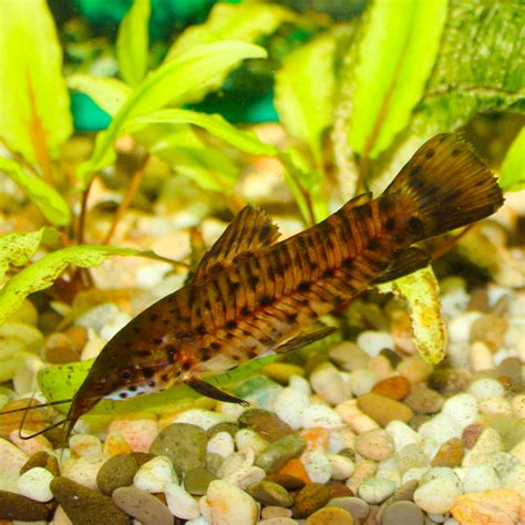 Hoplosternum thoracatum (torokátum) akváriumban