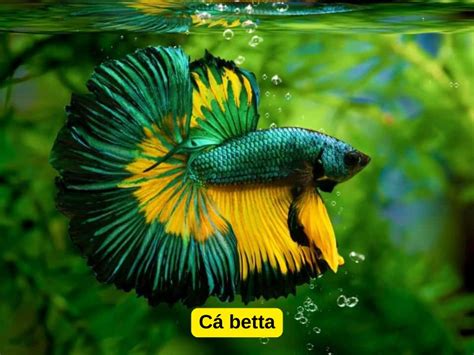 Két Betta hím harcol