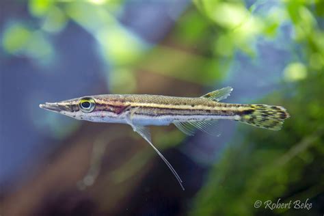Csukafejű hal (Luciocephalus pulcher)