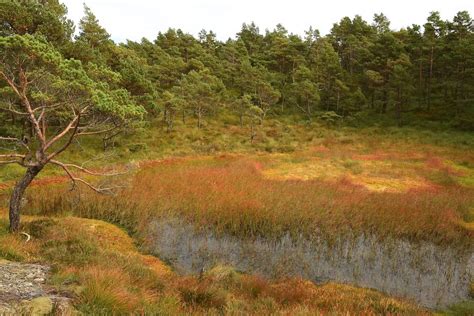 Demjéni táj erdővel