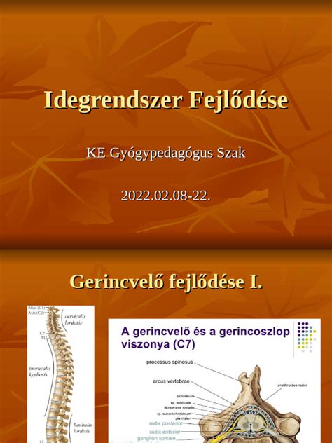 Szíjhajtások fejlődése