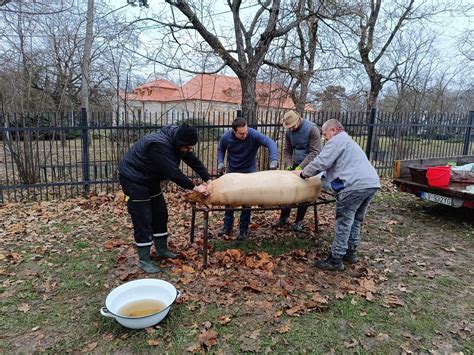 Disznóölés a hagyományos magyar falun