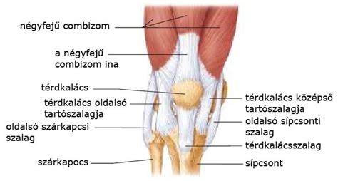 A térd anatómiája és a meniscus kapcsolata