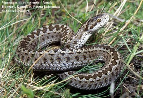 Magyar sikló (Vipera ursinii rakoczi)