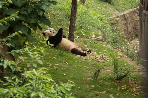 Panda maci festmény