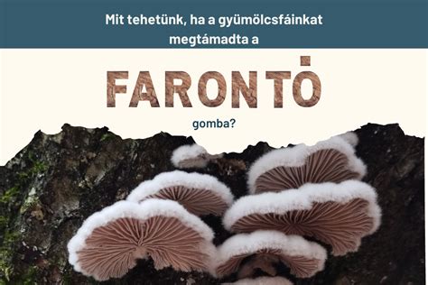 Infografika a farontó gombák fejlődési ciklusáról és terjedéséről