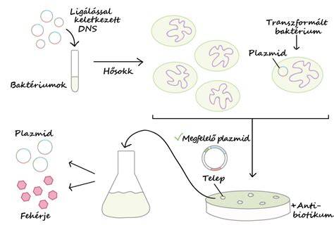 Diagram egy tipikus fertőzéses folyamat menetéről a fában