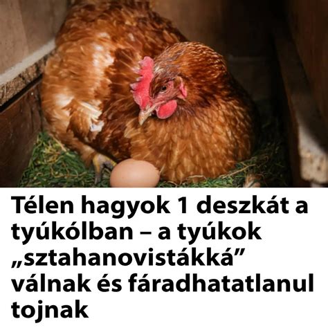 fészekdobozok tyúkólban