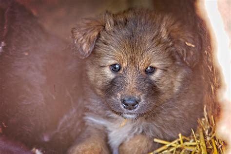 Kutya, ahogy átmegy egy kutyaajtón