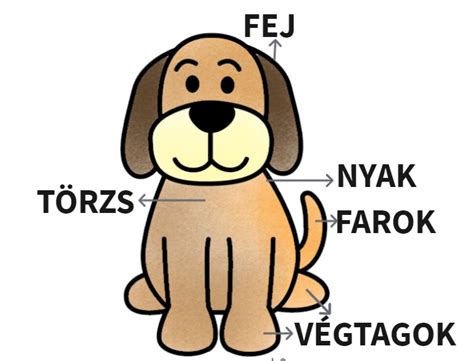 Ábra a kutya vállmagasságának méréséhez