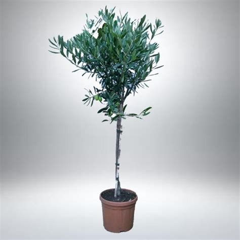 Az olajfa jellegzetes ezüstös-zöld levelei