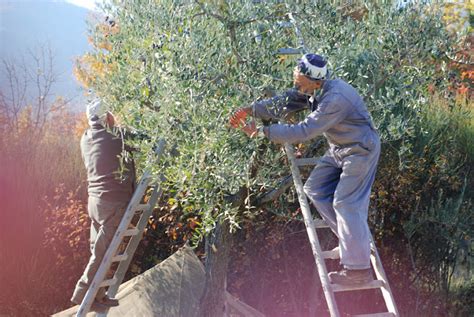 Olajbogyó szüretelése