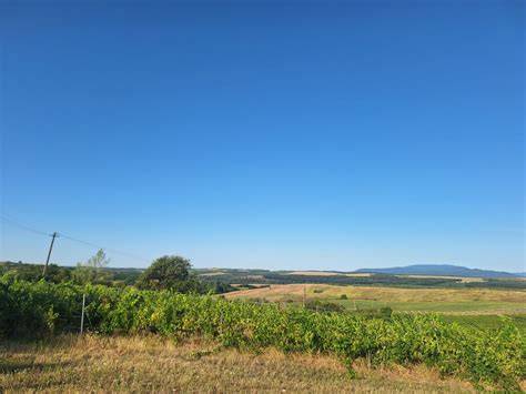 2. Rupphegy környéki erdősítés és panoráma