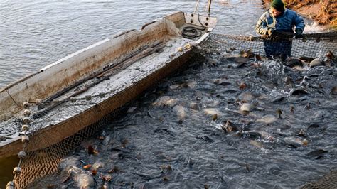 Kép a Hortobágyi Halgazdaság Zrt. halastavairól