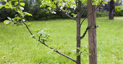 Gyümölcsfák és pihenősarok egy rendezett kertben