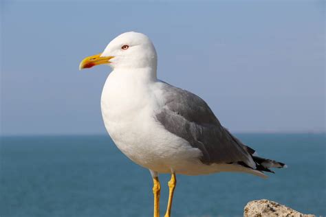 Dankasirály, sárgalábú sirály és társai a Balaton partján
