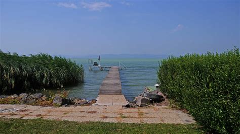 Sárgalábú sirályok a Balaton partján
