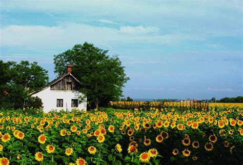 Tanyák fejlesztése