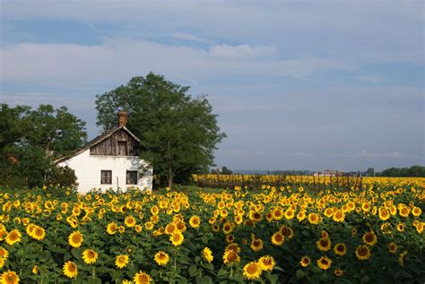 Tipikus magyar tanya épületei és környezete