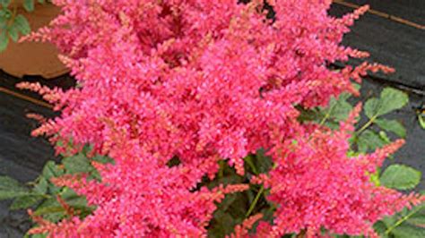 Növények napos és árnyékos erkélyekre