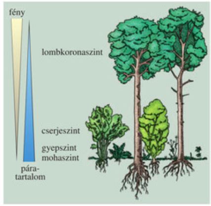Az erdő ökoszisztémájának felépítése
