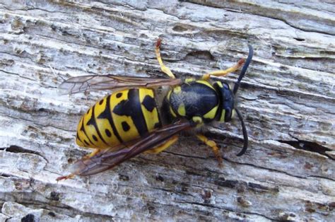 Darázs, amint növényi rostokat gyűjt a fészeképítéshez