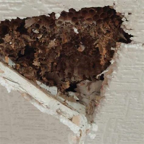 A darázsfészek építésének különböző fázisai