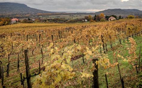 Állami földek árverése