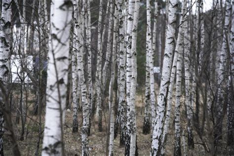 Fotó: Gyalogséta az Újtelepi-parkerdő északi részén