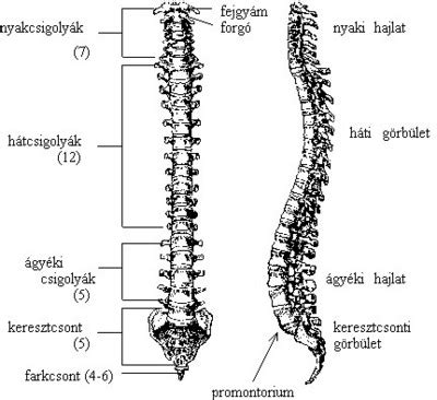 Gyermek gerincének S alakú görbülete