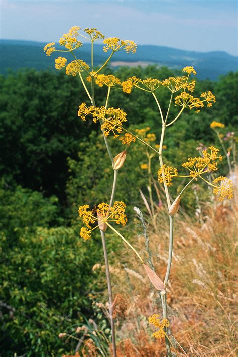 Magyarföldi husáng (Ferula sadleriana)