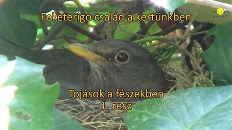 A feketerigó fészkel a kertben