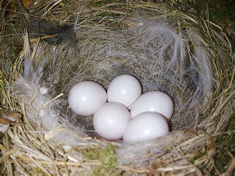 Cinegepár fiókáival