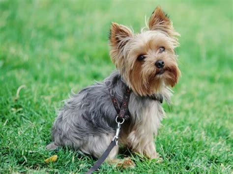 Yorkshire terrier kutya